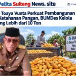 Desa Toaya Vunta Perkuat Pembangunan dan Ketahanan Pangan, BUMDes Kelola Jagung Lebih dari 10 Ton